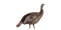 Avian-X HDR Hen Turkey Decoy With Multiple Head Positions