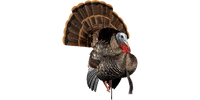 Avian-X HDR Strutter Decoy